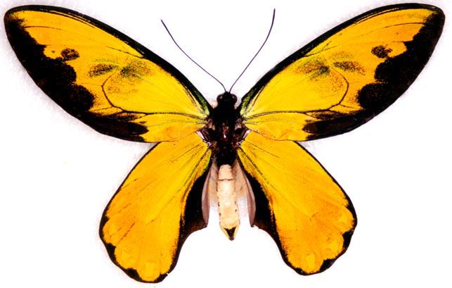 Ornithoptera victorae regis (gold aberration) (Internet Image property of respective owner, non-commercial use only)